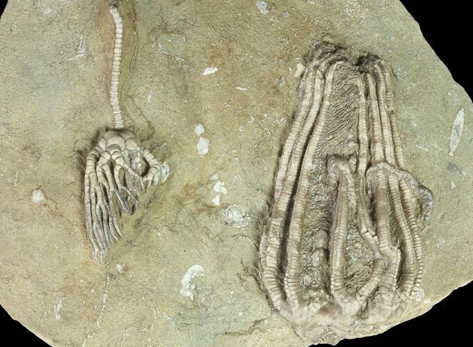 Two Crinoids With Starfish - Crawfordsville, Indiana (reduced price) #69535
